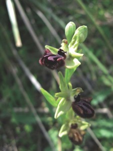 Serre di Ciminna  incubacea FOCARINO    